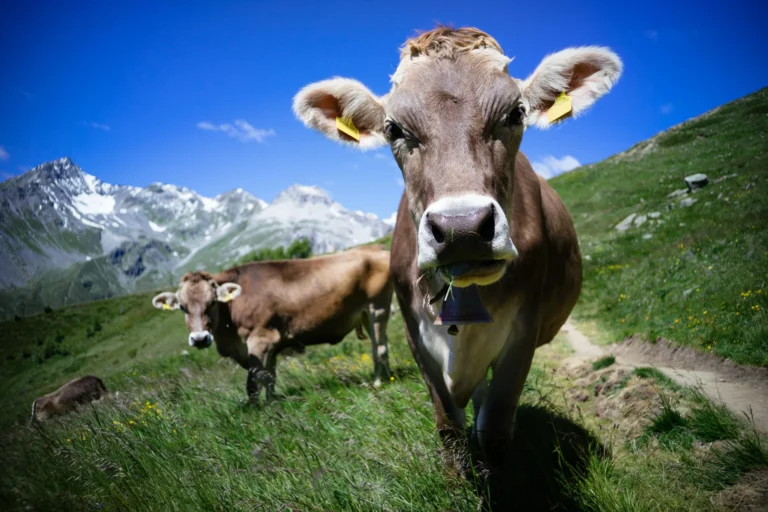 Alpine cow in high mountains.