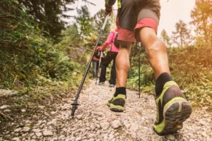 Group Hiking along a Forest Trail.