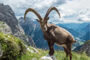 Adult Alpine Ibex posing on a rock.