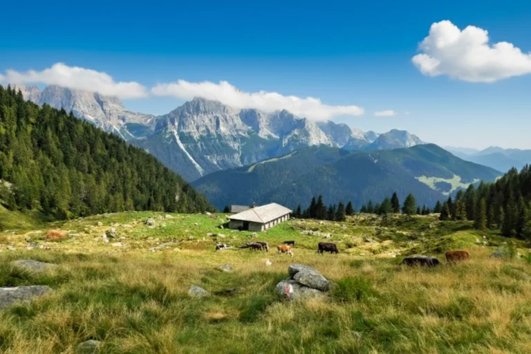 Malga Valchestria with some grazing cows between Madonna di Campiglio and Pinzolo.