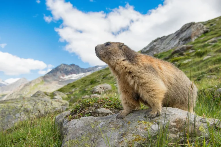 Marmote keeping watch.