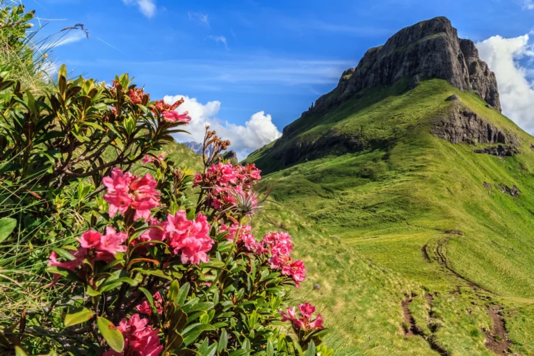 Rhododendrons in the Dolomites.