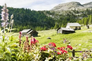 Alpine meadows beside Rifugio Lavarella.