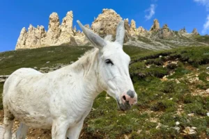 Alpine donkey.