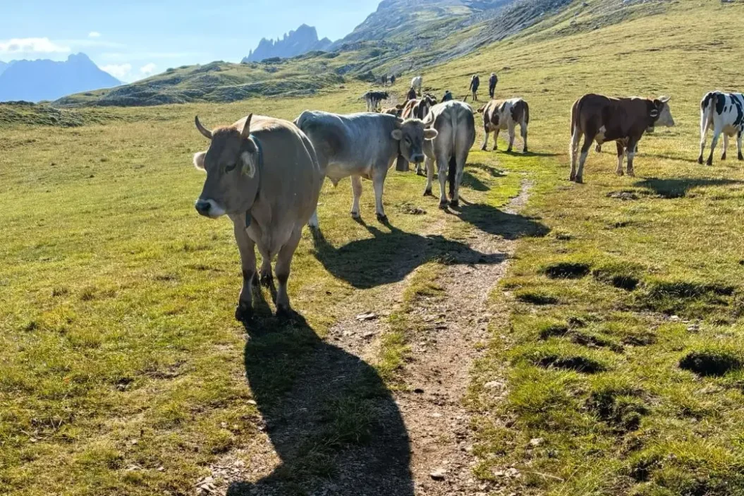Passing cows grazing in the alpine meadows.